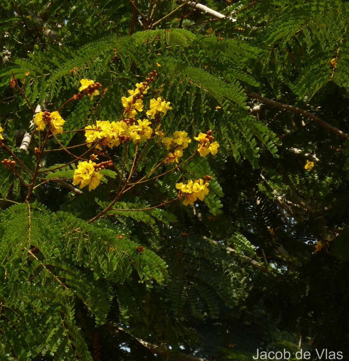 Peltophorum pterocarpum (DC.) Backer ex K.Heyne